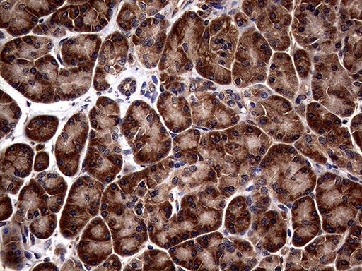 ATG16L1 / ATG16L Antibody - Immunohistochemical staining of paraffin-embedded Human pancreas tissue within the normal limits using anti-ATG16L1 mouse monoclonal antibody. (Heat-induced epitope retrieval by 1mM EDTA in 10mM Tris buffer. (pH8.5) at 120°C for 3 min. (1:2000)