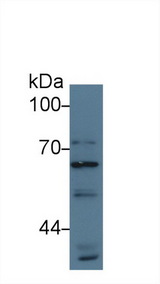 ATG16L1 / ATG16L Antibody - Western Blot; Sample: Human Hela cell lysate; Primary Ab: 3µg/ml Rabbit Anti-Human ATG16L1 Antibody Second Ab: 0.2µg/mL HRP-Linked Caprine Anti-Rabbit IgG Polyclonal Antibody