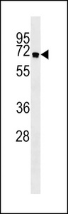 ATG16L1 / ATG16L Antibody - APG16L Antibody western blot of NCI-H460 cell line lysates (35 ug/lane). The APG16L antibody detected the APG16L protein (arrow).