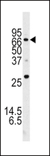 ATG16L1 / ATG16L Antibody - Western blot of APG16L (L92) antibody in mouse brain tissue lysate.