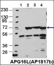 ATG16L1 / ATG16L Antibody - Cos7, HEK293, MEF, and HeLa cells, left to right, respectively. Data courtesy of Drs. Jiefei Geng and Dan Klionsky, University of Michigan.