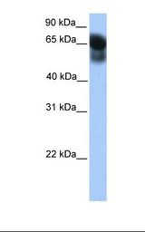 ATG16L1 / ATG16L Antibody - Fetal lung lysate. Antibody concentration: 1.0 ug/ml. Gel concentration: 12%.  This image was taken for the unconjugated form of this product. Other forms have not been tested.