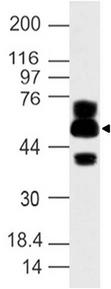 ATG16L1 / ATG16L Antibody - Fig-1: Western blot analysis of APG16L. Anti-APG16L antibody was used at 4 µg/ml on Spleen lysate.