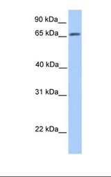 ATG16L1 / ATG16L Antibody - Fetal brain lysate. Antibody concentration: 1.0 ug/ml. Gel concentration: 12%.  This image was taken for the unconjugated form of this product. Other forms have not been tested.