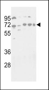 ATG16L1 / ATG16L Antibody - Western blot of hAPG16L-K366 in NIH-3T3, HepG2, HeLa, Jurkat and NCI-H460 cell line lysates (35 ug/lane). APG16L (arrow) was detected using the purified antibody.