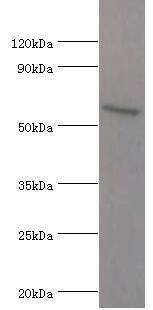 ATG16L1 / ATG16L Antibody - Western blot. All lanes: Autophagy-related protein 16-1 antibody at 2 ug/ml+MCF-7 whole cell lysate. Secondary antibody: Goat polyclonal to rabbit at 1:10000 dilution. Predicted band size: 68 kDa. Observed band size: 68 kDa.