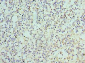 ATG16L1 / ATG16L Antibody - Immunohistochemistry of paraffin-embedded human spleen using antibody at 1:100 dilution.