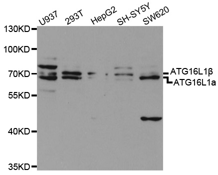 ATG16L1 / ATG16L Antibody - Western blot analysis of extracts of various cell lines.