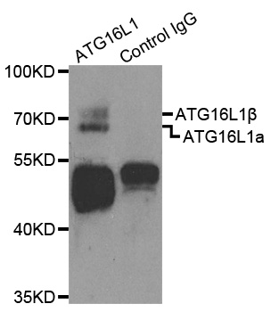 ATG16L1 / ATG16L Antibody - Immunoprecipitation analysis of extracts of HepG2 cells.