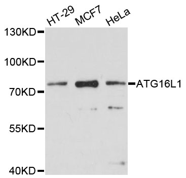 ATG16L1 / ATG16L Antibody - Western blot analysis of extracts of various cell lines, using ATG16L1 antibody at 1:1000 dilution. The secondary antibody used was an HRP Goat Anti-Rabbit IgG (H+L) at 1:10000 dilution. Lysates were loaded 25ug per lane and 3% nonfat dry milk in TBST was used for blocking. An ECL Kit was used for detection and the exposure time was 30s.