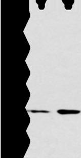 ATG16L1 / ATG16L Antibody - Western blot analysis of Hela and raji cell  using ATG16L1 Polyclonal Antibody at dilution of 1:750