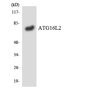 ATG16L2 Antibody - Western blot analysis of the lysates from RAW264.7cells using ATG16L2 antibody.