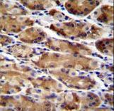 ATG16L2 Antibody - ATG16L2 Antibody (Center K292) immunohistochemistry of formalin-fixed and paraffin-embedded human stomach tissue followed by peroxidase-conjugated secondary antibody and DAB staining.