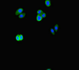 ATG16L2 Antibody - Immunofluorescent analysis of HepG-2 cells diluted at 1:100 and Alexa Fluor 488-congugated AffiniPure Goat Anti-Rabbit IgG(H+L)