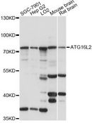 ATG16L2 Antibody - Western blot analysis of extracts of various cell lines, using ATG16L2 antibody at 1:1000 dilution. The secondary antibody used was an HRP Goat Anti-Rabbit IgG (H+L) at 1:10000 dilution. Lysates were loaded 25ug per lane and 3% nonfat dry milk in TBST was used for blocking. An ECL Kit was used for detection and the exposure time was 30s.
