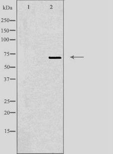 ATG16L2 Antibody - Western blot analysis of extracts of 3T3 cells using ATG16L2 antibody. The lane on the left is treated with the antigen-specific peptide.