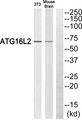 ATG16L2 Antibody - Western blot analysis of extracts from 3T3 cells and mouse brain cells, using ATG16L2 antibody.
