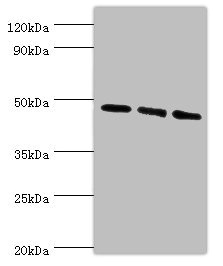 ATG18 / WIPI1 Antibody - Western blot All lanes: WIPI1 antibody at 6µg/ml Lane 1: 293T whole cell lysate Lane 2: NIH/3T3 whole cell lysate Lane 3: Mouse skeletal muscle tissue Secondary Goat polyclonal to rabbit IgG at 1/10000 dilution Predicted band size: 49 kDa Observed band size: 49 kDa