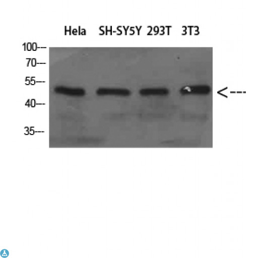 ATG18 / WIPI1 Antibody - Western Blot (WB) analysis of HeLa SH-SY5Y 293T 3T3 cells using WIPI1 Polyclonal Antibody diluted at 1:800.