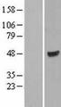ATG18 / WIPI1 Protein - Western validation with an anti-DDK antibody * L: Control HEK293 lysate R: Over-expression lysate