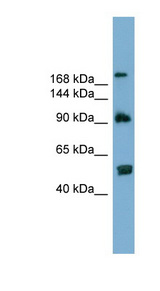 ATG2A Antibody - ATG2A antibody Western blot of 293T cell lysate. This image was taken for the unconjugated form of this product. Other forms have not been tested.