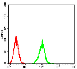 ATG2A Antibody - Flow cytometric analysis of K562 cells using ATG2A mouse mAb (green) and negative control (red).