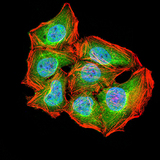 ATG2A Antibody - Immunofluorescence analysis of Hela cells using ATG2A mouse mAb (green). Blue: DRAQ5 fluorescent DNA dye. Red: Actin filaments have been labeled with Alexa Fluor- 555 phalloidin. Secondary antibody from Fisher