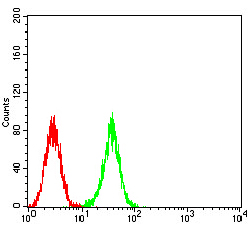 ATG2A Antibody - Immunofluorescence analysis of K562 cells using ATG2A mouse mAb (green). Blue: DRAQ5 fluorescent DNA dye. Red: Actin filaments have been labeled with Alexa Fluor- 555 phalloidin. Secondary antibody from Fisher