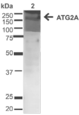 ATG2A Antibody - Detection of Atg2A in 20ug HeLa cell lysate.