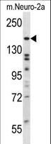 ATG2B Antibody - ATG2B Antibody western blot of mouse Neuro-2a cell line lysates (35 ug/lane). The ATG2B antibody detected the ATG2B protein (arrow).