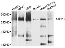 ATG2B Antibody - Western blot analysis of extracts of various cells.