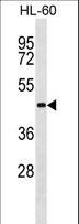 ATG3 Antibody - APG3L Antibody (I98) western blot of HL-60 cell line lysates (35 ug/lane). The APG3L antibody detected the APG3L protein (arrow).