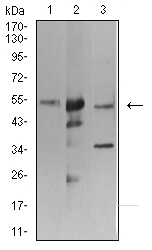 ATG3 Antibody - Western blot analysis using ATG3 mouse mAb against K562 (1), Hela (2), and THP-1 (3) cell lysate.
