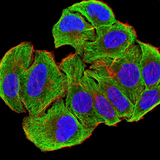 ATG3 Antibody - Immunofluorescence analysis of SMMC-7721 cells using ATG3 mouse mAb (green). Blue: DRAQ5 fluorescent DNA dye. Red: Actin filaments have been labeled with Alexa Fluor- 555 phalloidin. Secondary antibody from Fisher