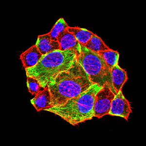 ATG3 Antibody - Immunofluorescence analysis of Hela cells using ATG3 mouse mAb (green). Blue: DRAQ5 fluorescent DNA dye. Red: Actin filaments have been labeled with Alexa Fluor- 555 phalloidin. Secondary antibody from Fisher