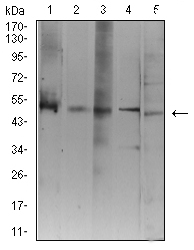 ATG3 Antibody - Western blot analysis using ATG3 mouse mAb against Jurkat (1), K562 (2), Hela (3), THP-1 (4), and COS7 (5) cell lysate.