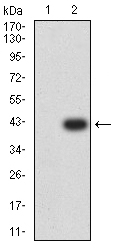 ATG3 Antibody - Western blot analysis using ATG3 mAb against HEK293 (1) and ATG3 (AA: 1-100)-hIgGFc transfected HEK293 (2) cell lysate.