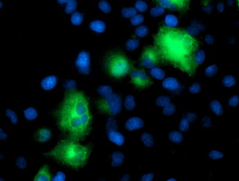 ATG3 Antibody - Anti-ATG3 mouse monoclonal antibody immunofluorescent staining of COS7 cells transiently transfected by pCMV6-ENTRY ATG3.