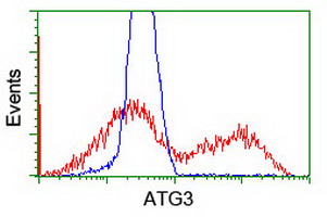 ATG3 Antibody - HEK293T cells transfected with eitheroverexpress plasmid(Red) or empty vector control plasmid(Blue) were immunostained by anti-ATG3 antibody, and then analyzed by flow cytometry.