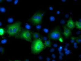 ATG3 Antibody - Anti-ATG3 mouse monoclonal antibody  immunofluorescent staining of COS7 cells transiently transfected by pCMV6-ENTRY ATG3.