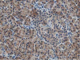 ATG3 Antibody - Immunohistochemical staining of paraffin-embedded Human pancreas tissue within the normal limits using anti-ATG3 mouse monoclonal antibody. (Heat-induced epitope retrieval by 10mM citric buffer, pH6.0, 100C for 10min,