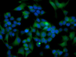 ATG3 Antibody - Immunofluorescent staining of HeLa cells using anti-ATG3 mouse monoclonal antibody .