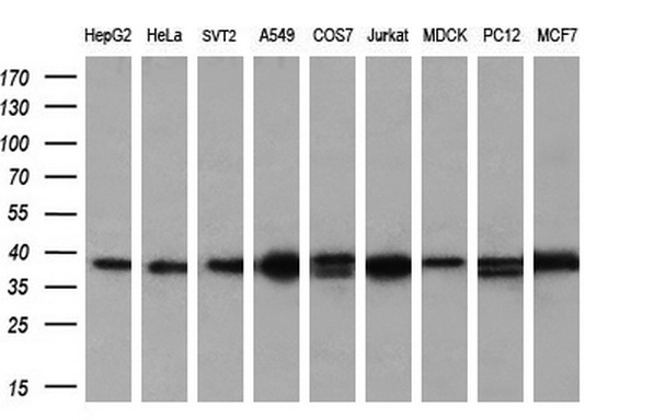 ATG3 Antibody - Western blot analysis of extracts. (35ug) from 9 different cell lines by using anti-ATG3 monoclonal antibody. (HepG2: human; HeLa: human; SVT2: mouse; A549: human; COS7: monkey; Jurkat: human; MDCK: canine;rat; MCF7: human). (1:200)