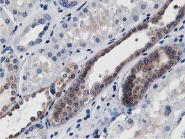 ATG3 Antibody - Immunohistochemical staining of paraffin-embedded Human Kidney tissue within the normal limits using anti-ATG3 mouse monoclonal antibody. (Heat-induced epitope retrieval by 10mM citric buffer, pH6.0, 100C for 10min,