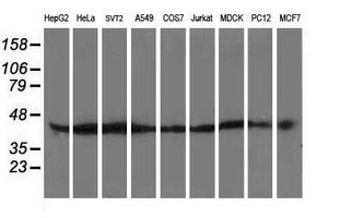 ATG3 Antibody - Western blot of extracts (35 ug) from 9 different cell lines by using anti-ATG3 monoclonal antibody (HepG2: human; HeLa: human; SVT2: mouse; A549: human; COS7: monkey; Jurkat: human; MDCK: canine; PC12: rat; MCF7: human).