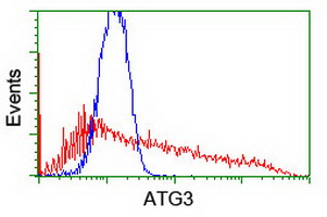 ATG3 Antibody - HEK293T cells transfected with either overexpress plasmid (Red) or empty vector control plasmid (Blue) were immunostained by anti-ATG3 antibody, and then analyzed by flow cytometry.
