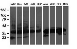 ATG3 Antibody - Western blot of extracts (35 ug) from 9 different cell lines by using anti-ATG3 monoclonal antibody (HepG2: human; HeLa: human; SVT2: mouse; A549: human; COS7: monkey; Jurkat: human; MDCK: canine; PC12: rat; MCF7: human).