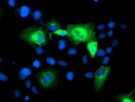 ATG3 Antibody - Anti-ATG3 mouse monoclonal antibody immunofluorescent staining of COS7 cells transiently transfected by pCMV6-ENTRY ATG3.