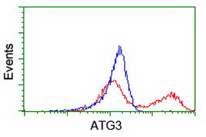 ATG3 Antibody - HEK293T cells transfected with either overexpress plasmid (Red) or empty vector control plasmid (Blue) were immunostained by anti-ATG3 antibody, and then analyzed by flow cytometry.