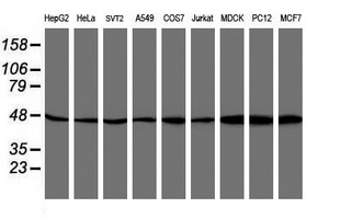 ATG3 Antibody - Western blot of extracts (35ug) from 9 different cell lines by using anti-ATG3 monoclonal antibody (HepG2: human; HeLa: human; SVT2: mouse; A549: human; COS7: monkey; Jurkat: human; MDCK: canine; PC12: rat; MCF7: human).